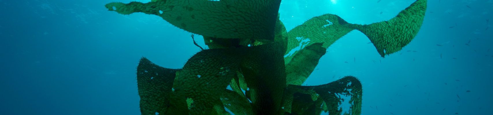 אצות (אצת קלפ)