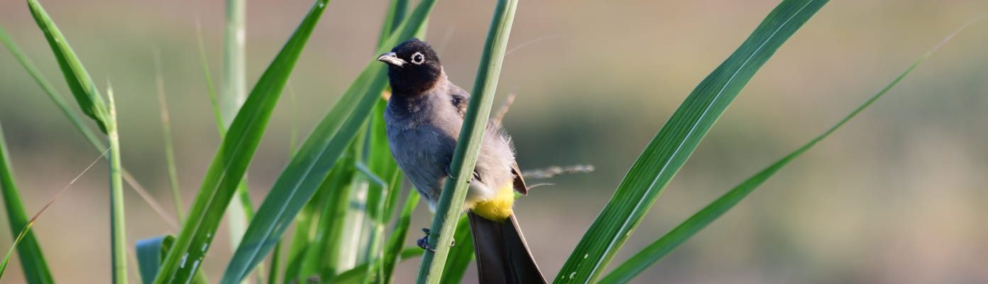 ציפור בולבול, צילום: אוריה שדה