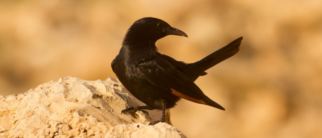 טריסטרמית, צילום: מידד גורן