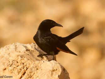 טריסטרמית, צילום: מידד גורן