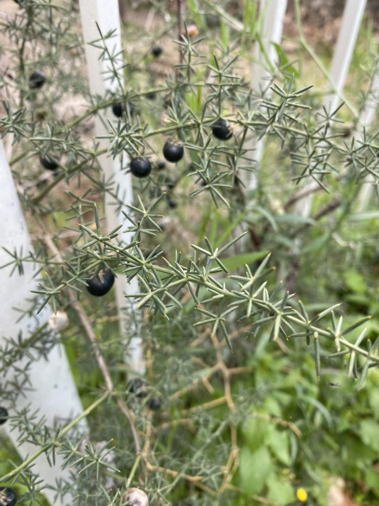 אספרג החורש