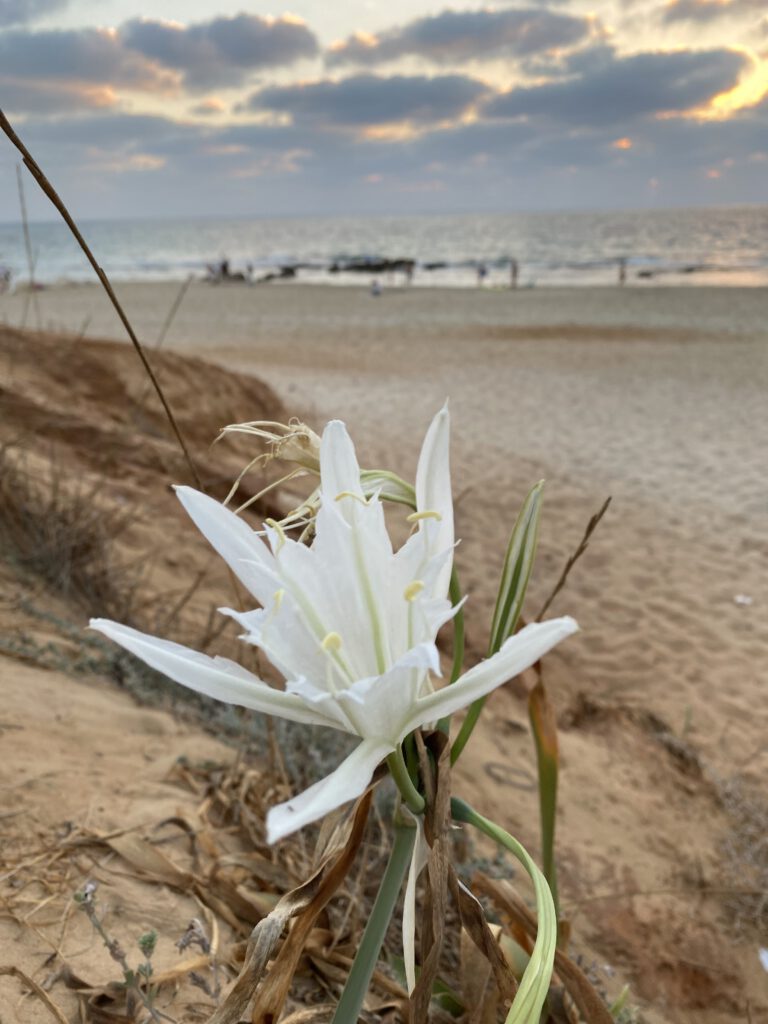 חבצלת החוף בפריחה מרהיבה - שמורת טבע חוף גדור