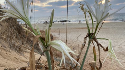 חבצלת החוף על רקע הים התיכון - שמורת טבע חוף גדור