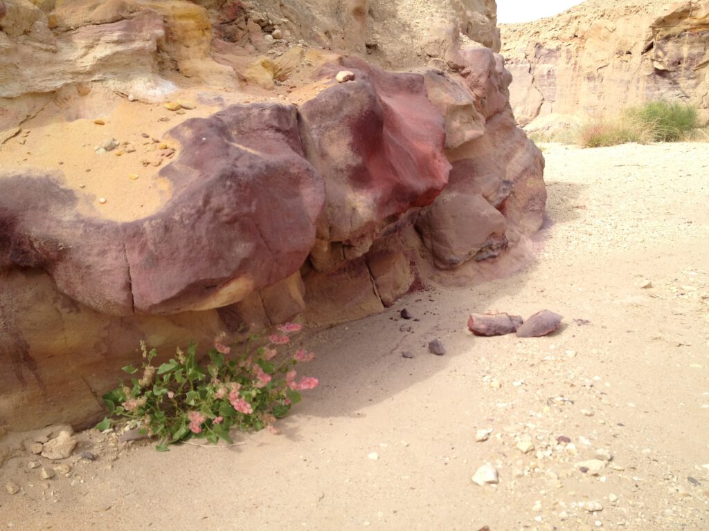 צבעים בסלע וצמח החומאה שמקבל קונטראסט טוב על הקרקע המדברית