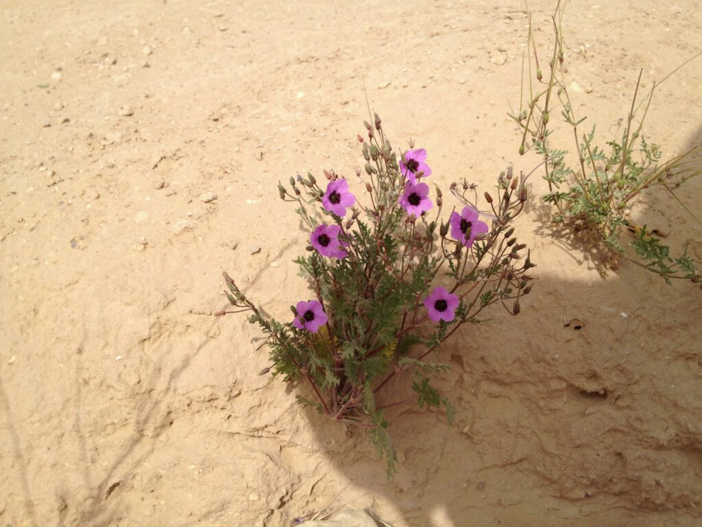 כל קוץ במדבר הוא פרח.. פרח במדבר זה תענוג אחר. מקור חסידה שעיר