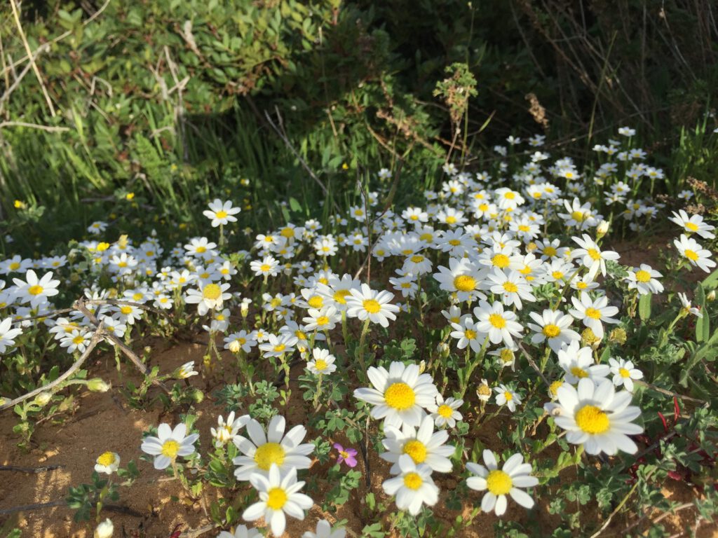 קחוון מצוי