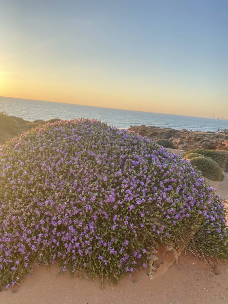 קורנית מקורקפת