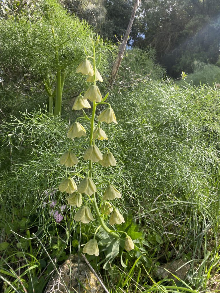 גביעונית הלבנון