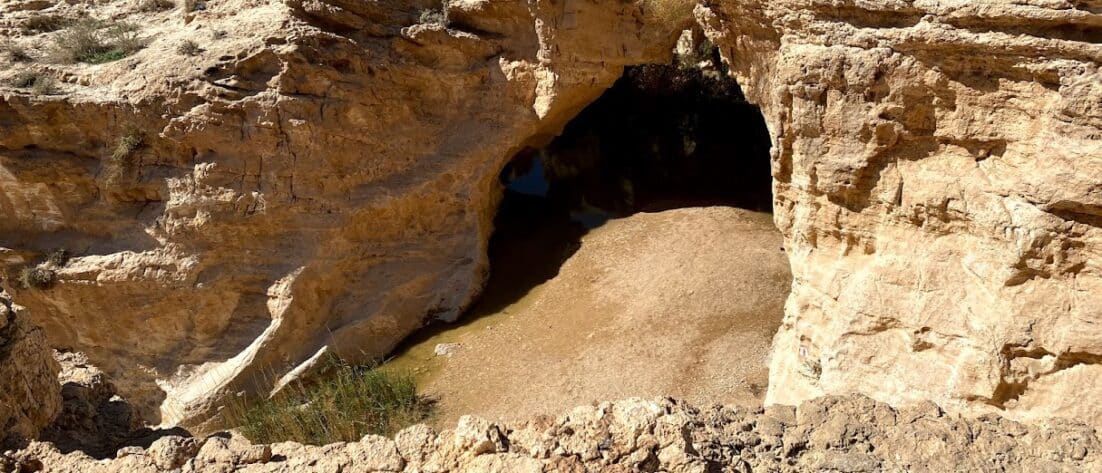 פודקאסט ילדי טבע - בשידור מתל אביב: עתיד עין יורקעם עם שיר פרלמוטר